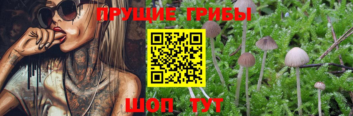 Псилоцибиновые грибы Psilocybe Арзамас